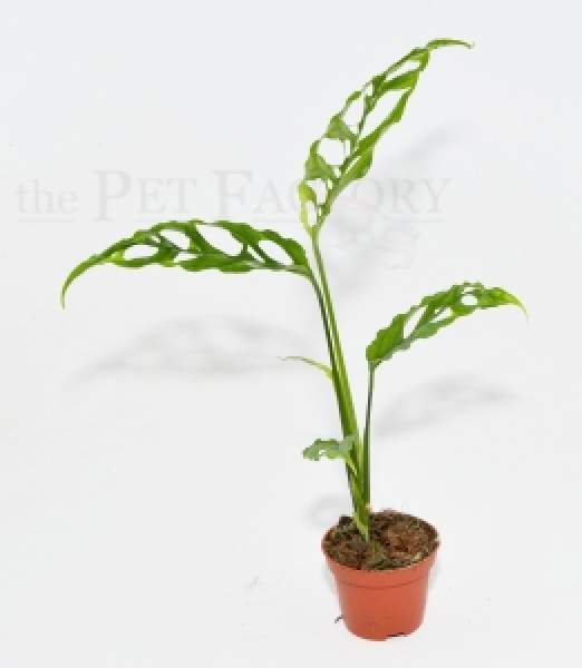 Monstera obliqua PERU